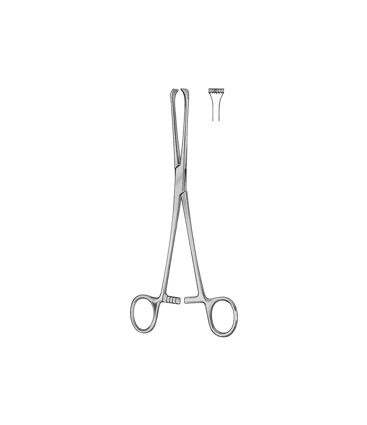 Thoms-Allis Intestinal Tissue Forceps ‚Äì 6 √ó 7 Teeth ‚Äì 20 cm ...
